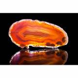 Colorado Mineral & Fossil Show