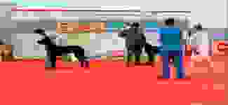 PAWGA_bg