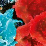 BioMalPar XVI: Biology and Pathology of the Malaria Parasite