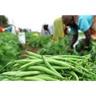 Agri-Business, Enterprise Development and Market Linkage Courseimg