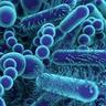 International Conference on Infectious Diseasesimg