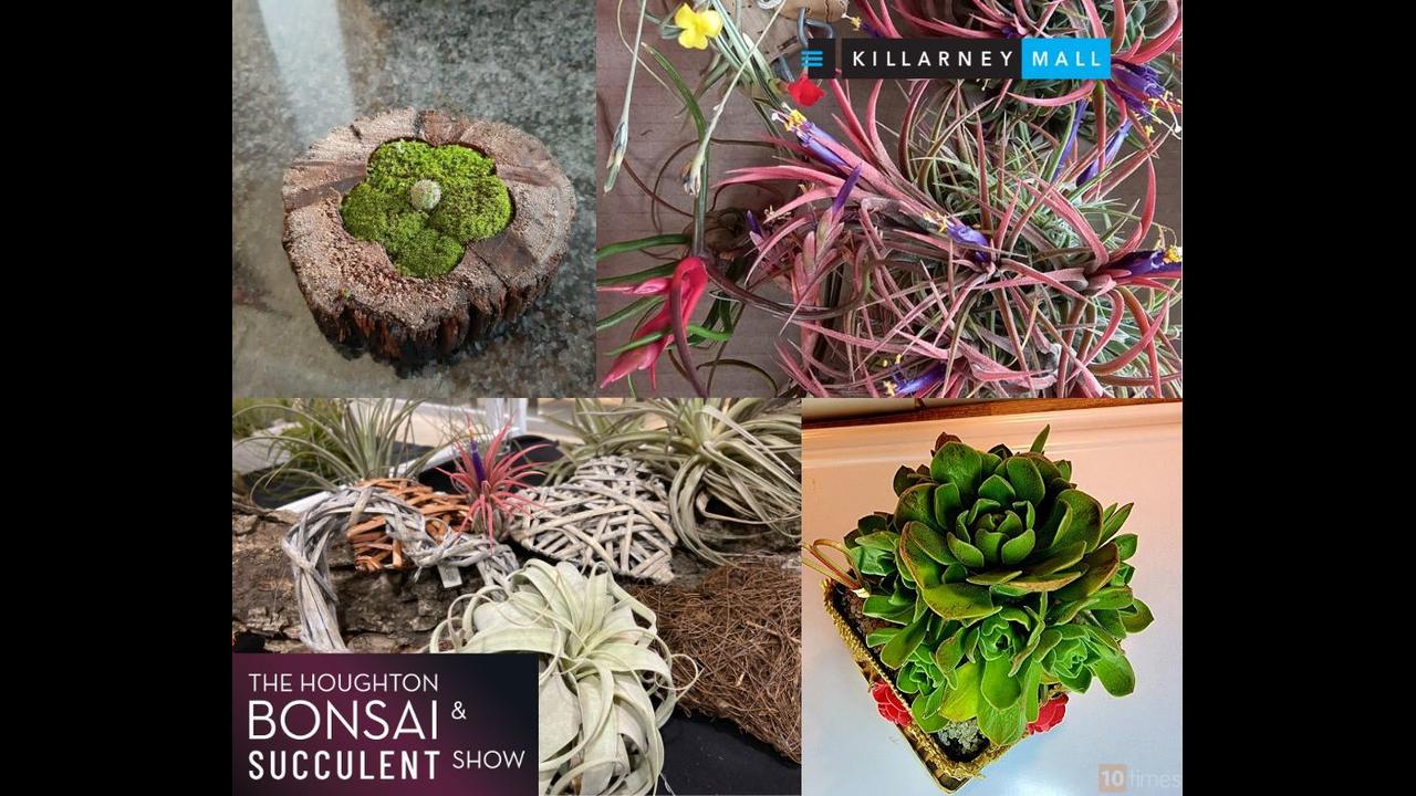BSS (Nov 2022), The Houghton Bonsai and Succulent Show, Johannesburg