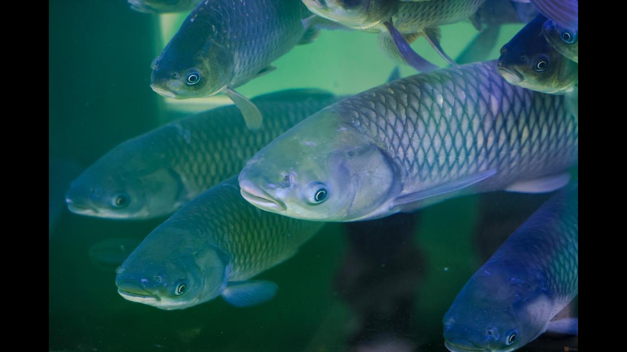 FISHEX (Sep 2026), China International (Guangzhou) Fisheries & Seafood ...