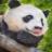 Agent Panda