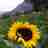 Damian camerino cid cruz