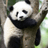 Haijun Shao
