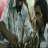 Kultar Singh