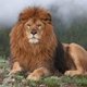 Redouane King