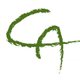 CARLO ANDREW C. FONTE