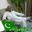 Sheikh Abid Mehmood