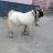 Shoeb hussain Ansari