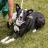 Sit Stay Play Pet Services