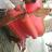 Abdul Qadir
